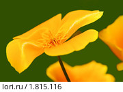 Эшшольция калифорнийская, или Калифорнийский мак (Eschscholzia californica), семейство Маковые. Стоковое фото, фотограф Александр Тараканов / Фотобанк Лори