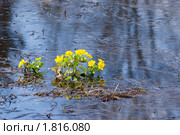 Желтые цветы весной. Стоковое фото, фотограф Иван Бондаренко / Фотобанк Лори