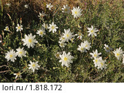 Пустынный цикорий. Desert Chicory (2009 год). Стоковое фото, фотограф Julia Nelson / Фотобанк Лори