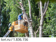 Двое рабочих спиливают дерево (2010 год). Редакционное фото, фотограф Алексей Букреев / Фотобанк Лори