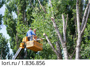 Двое рабочих спиливают дерево (2010 год). Редакционное фото, фотограф Алексей Букреев / Фотобанк Лори