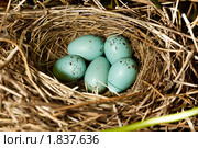 Гнездо с яйцами. Чечевица обыкновенная, Carpodacus erythrinus. Стоковое фото, фотограф Василий Вишневский / Фотобанк Лори