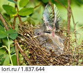 Чечевица обыкновенная, Carpodacus erythrinus. Стоковое фото, фотограф Василий Вишневский / Фотобанк Лори
