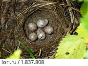 Гнездо овсянки, Emberiza citrinella. Стоковое фото, фотограф Василий Вишневский / Фотобанк Лори