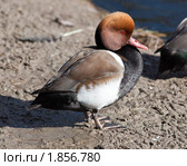 Нырок красноносый, самец, male. Netta rufina. Стоковое фото, фотограф Василий Вишневский / Фотобанк Лори