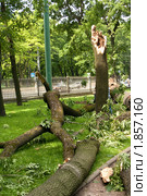 Последствие урагана - упавшее дерево в центре города (2010 год). Стоковое фото, фотограф Алексей Ширманов / Фотобанк Лори