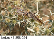 Пара кузнечиков (Decticus albifrons) на сухом растении, Крым. Стоковое фото, фотограф Щеголева Ольга / Фотобанк Лори