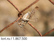Кузнечик белолобый, Decticus albifrons. Стоковое фото, фотограф Щеголева Ольга / Фотобанк Лори