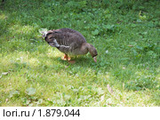 Гусь белолобый (Anser albifrons, White-fronted Goose) щиплет траву. Стоковое фото, фотограф Сергей Дубров / Фотобанк Лори