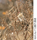 Чечетка кормится семенами трав (Redpoll, Acanthis flammea Linnaeus ) Стоковое фото, фотограф Щеголева Ольга / Фотобанк Лори