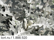 Цинерария серебристая.   Cineraria maritima. Стоковое фото, фотограф Александр Алексеев / Фотобанк Лори