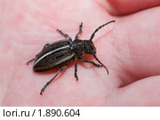 Усач-корнегрыз, Корнеед, Доркадион шелковистый, Dorcadion holosericeum, borer, Capricorn beetle, mahseer. Стоковое фото, фотограф Василий Вишневский / Фотобанк Лори
