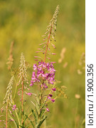 Иван-чай узколистный (Chamaenerion angustifolium или Epilobium angustifolium) Стоковое фото, фотограф Щеголева Ольга / Фотобанк Лори