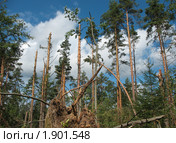 Лес после урагана. Стоковое фото, фотограф Илекс / Фотобанк Лори