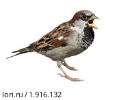 Воробей домовый чирикает, House Sparrow, Passer domesticus. Стоковое фото, фотограф Василий Вишневский / Фотобанк Лори