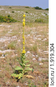 Коровяк зопниковидный Verbascum phlomoides, семейство норичниковые (2010 год). Стоковое фото, фотограф Наталья Крупская / Фотобанк Лори