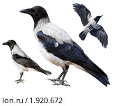 Ворона серая, Corvus cornix, Hooded Crow. Стоковое фото, фотограф Василий Вишневский / Фотобанк Лори