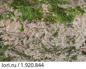 Кора клена ложноплатанового. Стоковое фото, фотограф Онищенко Виктор / Фотобанк Лори