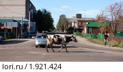 Белоомут. Переход коровы через улицу Большая Огаревская (2010 год). Редакционное фото, фотограф Ярослав Каминский / Фотобанк Лори