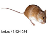 Мышь полевая, Striped Field Mouse, Apodemus agrarius. Стоковое фото, фотограф Василий Вишневский / Фотобанк Лори