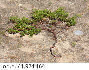 Толокнянка обыкновенная (медвежье ушко) Arctostaphylos uva-ursi. Стоковое фото, фотограф Т. З. / Фотобанк Лори