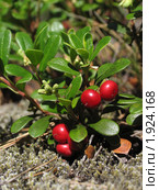Толокнянка обыкновенная (медвежье ушко) Arctostaphylos uva-ursi. Стоковое фото, фотограф Т. З. / Фотобанк Лори