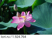 Лотос Комарова, или лотос орехоносный (Nelumbo komarovii, Nelumbo nucifera) Стоковое фото, фотограф Надежда Келембет / Фотобанк Лори
