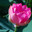 Лотос Комарова, или лотос орехоносный (Nelumbo komarovii, Nelumbo nucifera) Стоковое фото, фотограф Надежда Келембет / Фотобанк Лори