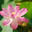 Лотос Комарова, или лотос орехоносный (Nelumbo komarovii, Nelumbo nucifera) Стоковое фото, фотограф Надежда Келембет / Фотобанк Лори