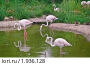 Фламинго розовый в воде. (Phoenicopterus roseus) Стоковое фото, фотограф Алёшина Оксана / Фотобанк Лори
