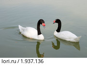 Два черношейных лебедя (Cygnus melanocoryphus) Стоковое фото, фотограф Александр Курлович / Фотобанк Лори