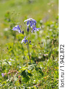 Водосбор альпийский, Aquilegia alpina. Стоковое фото, фотограф Игорь Архипов / Фотобанк Лори