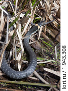 Уж обыкновенный, Natrix natrix, Grass Snake. Стоковое фото, фотограф Василий Вишневский / Фотобанк Лори