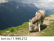 Ослик в горах. Стоковое фото, фотограф Юлия Кузнецова / Фотобанк Лори