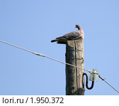 Вяхирь, Витютень, Columba palumbus, Woodpigeon. Стоковое фото, фотограф Василий Вишневский / Фотобанк Лори