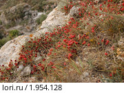 Эфедра (Ephedra) Стоковое фото, фотограф Елена Ильина / Фотобанк Лори