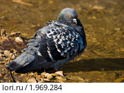 Голубь сизый, Columba livia. Стоковое фото, фотограф Василий Вишневский / Фотобанк Лори