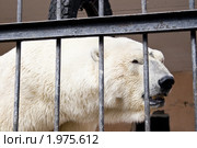 Белый медведь в клетке. Стоковое фото, фотограф Людмила Ожиганова / Фотобанк Лори
