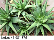 Хавортия (Haworthia) Стоковое фото, фотограф Заноза-Ру / Фотобанк Лори