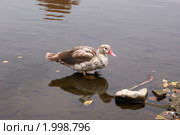 Пестрая утка на реке. Стоковое фото, фотограф Татьяна Злобина / Фотобанк Лори
