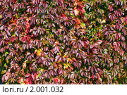 Девичий виноград пятилисточковый (Parthenocissus quinquefolia). Фон. Стоковое фото, фотограф Александр Алексеев / Фотобанк Лори