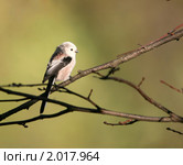 Маленькая птичка на ветке (Длиннохвостая синица, чумичка, Aegithalos caudatus) Стоковое фото, фотограф Щеголева Ольга / Фотобанк Лори