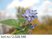 Цветы бораго. Стоковое фото, фотограф Барская Елена Николаевна / Фотобанк Лори