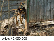 Грозный охранник. Стоковое фото, фотограф Ольга Денисова / Фотобанк Лори
