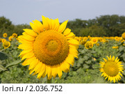 Подсолнух. Стоковое фото, фотограф Олег Хархан / Фотобанк Лори
