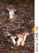 Мокруха еловая Gomphidius glutinosus. Стоковое фото, фотограф Argument / Фотобанк Лори