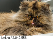 Персидская кошка. Стоковое фото, фотограф Ольга Денисова / Фотобанк Лори