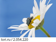 Две букашки на ромашке. Стоковое фото, фотограф Галина Ермолаева / Фотобанк Лори