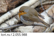 Зарянка, Малиновка, Erithacus rubecula. Стоковое фото, фотограф Александр Шилин / Фотобанк Лори