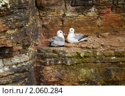 Птицы глупыши на скале в Шотландии (2010 год). Стоковое фото, фотограф Сергей Пристяжнюк (Serg Zastavkin) / Фотобанк Лори